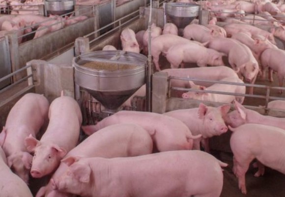 Midagri confirma reunión con porcicultores peruanos