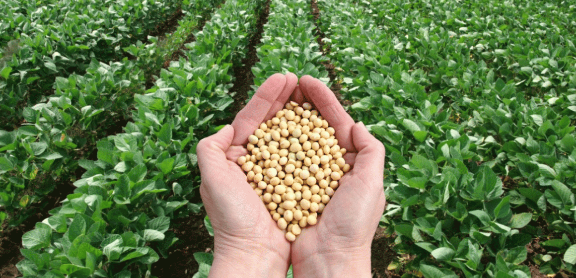 La producción mundial de soya crecerá 13% en la próxima cosecha