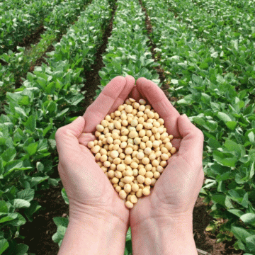 La producción mundial de soya crecerá 13% en la próxima cosecha