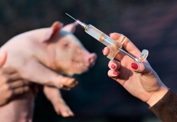 Gobierno de Vietnam da a conocer avances de la vacuna contra la Peste Porcina Africana (PPA)