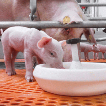 Estrategias nutricionales para afrontar desafíos sanitarios en la industria porcina