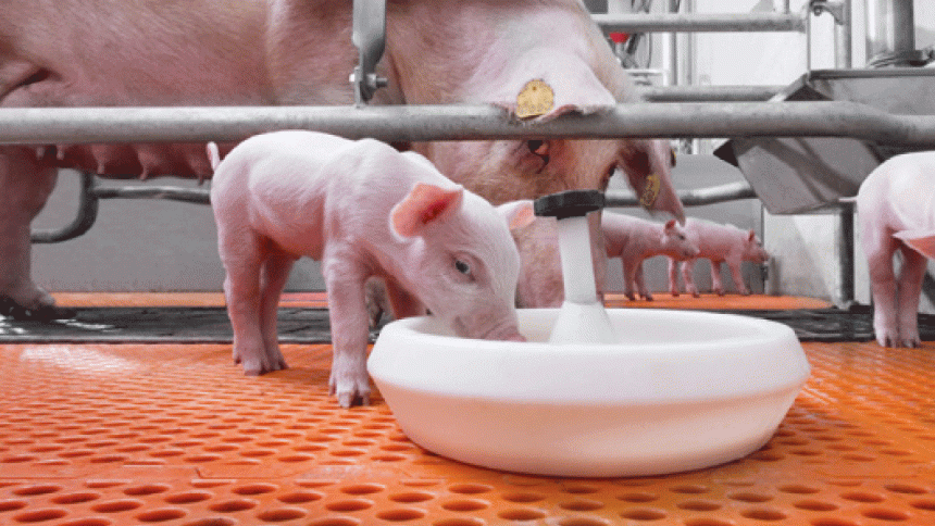 Estrategias nutricionales para afrontar desafíos sanitarios en la industria porcina