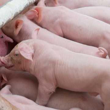 Fibra para la nutrición de monogástricos. Una alternativa real para la modulación de microbioma intestinal