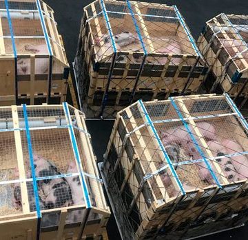 PIC Perú, diseminación genética continua