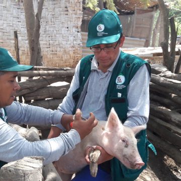 senasa-cerdos Vacunación contra PPC beneficia más de 7 mil productores en Ayacucho