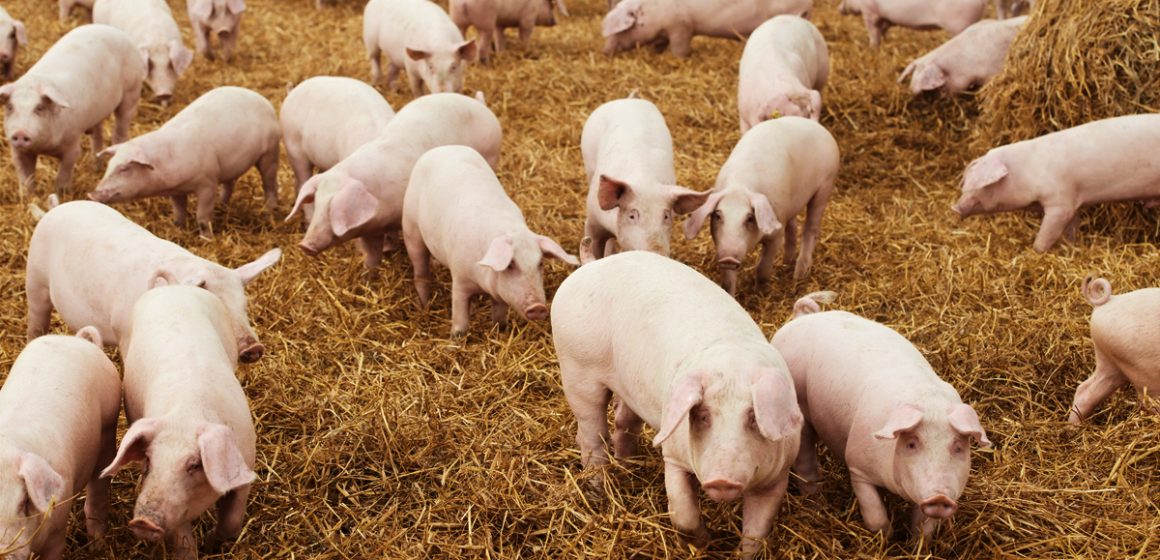 Comportamiento productivo de cerdos en recría hasta acabado sustituyendo el 100% de aceite vegetal por un AGLU