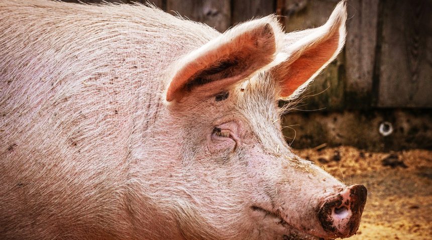 Perú libre de seis enfermedades prioritarias del mundo