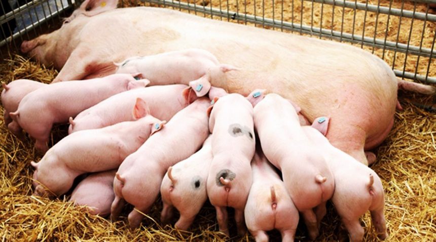 CERDO ANOESTRO Causas de Anoestro y Celos débiles en la Hembra Porcina (Parte I)