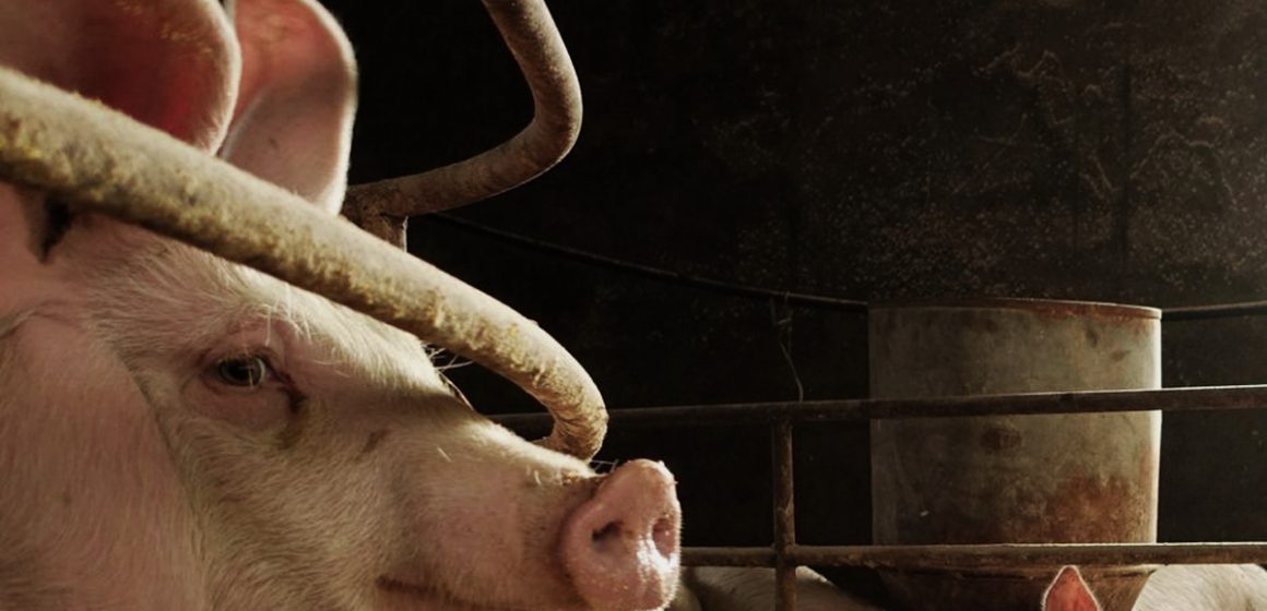Aumenta el valor de la exportación de la carne de cerdo en Europa