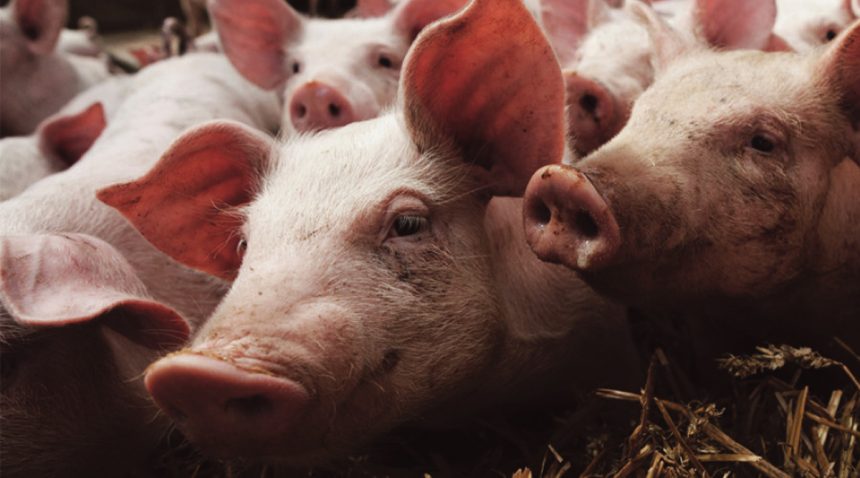 CERDO NICARAGUA Nicaragua promueve estrategias para fortalecer el sector porcino