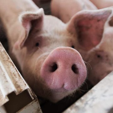 Estudio afirma que la edad de los cerdos influye en la Peste porcina clásica