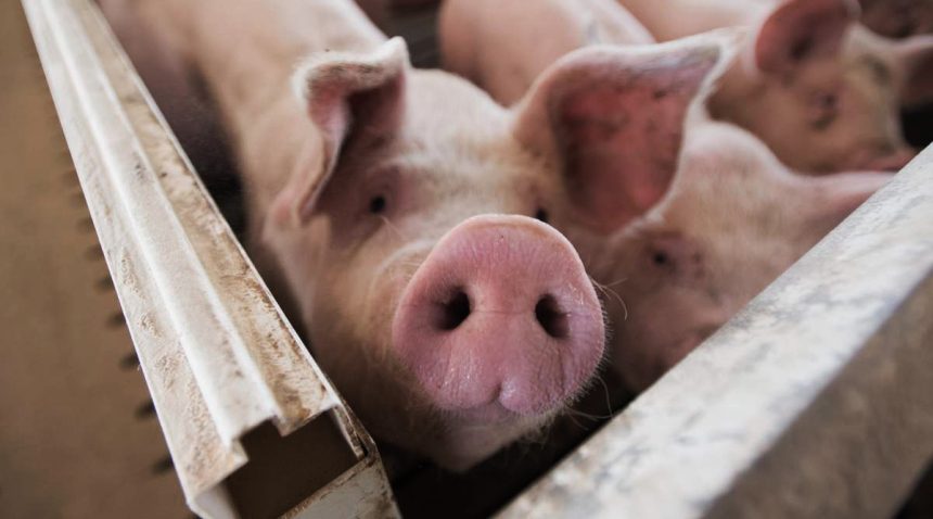 Estudio afirma que la edad de los cerdos influye en la Peste porcina clásica