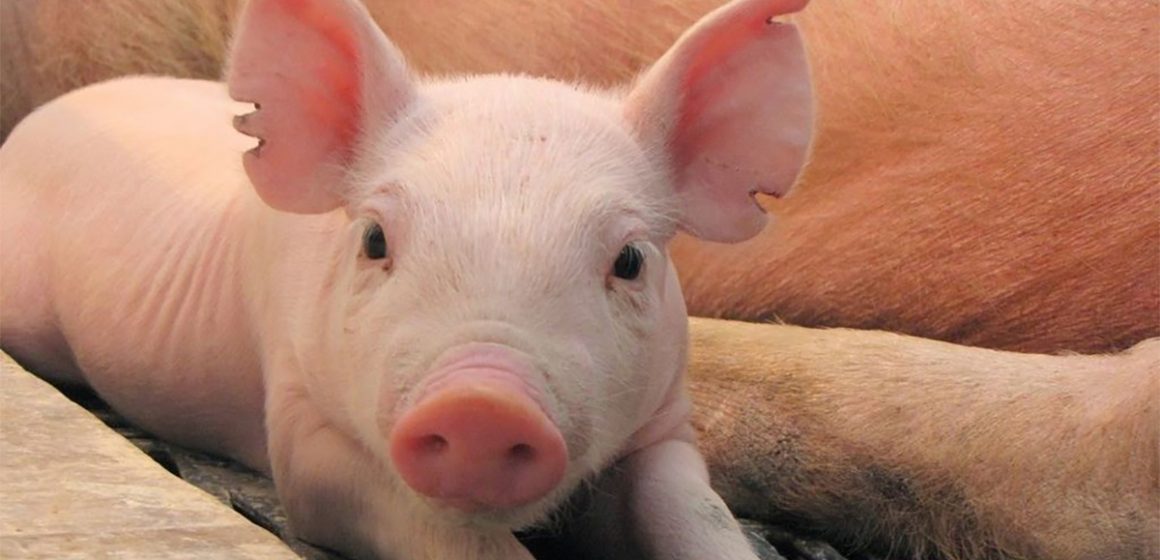 Crean pulseras inteligentes para monitorear la salud de los cerdos