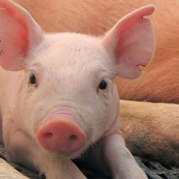 Crean pulseras inteligentes para monitorear la salud de los cerdos