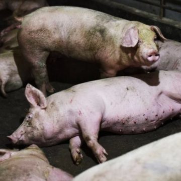 México: se realiza megasimulacro contra ataque de la Peste porcina africana
