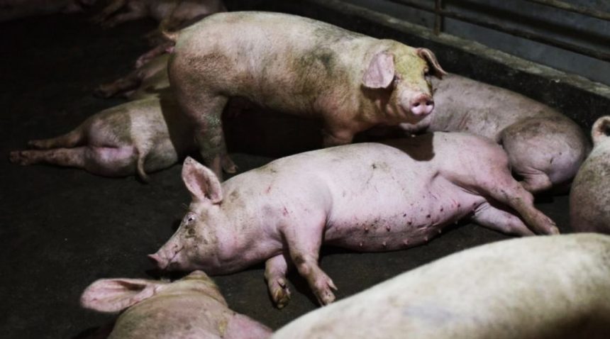 México: se realiza megasimulacro contra ataque de la Peste porcina africana