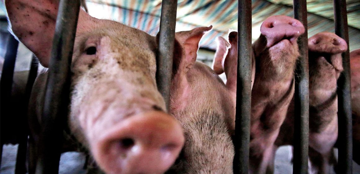 España afirma que existe gran inquietud por la Peste porcina africana