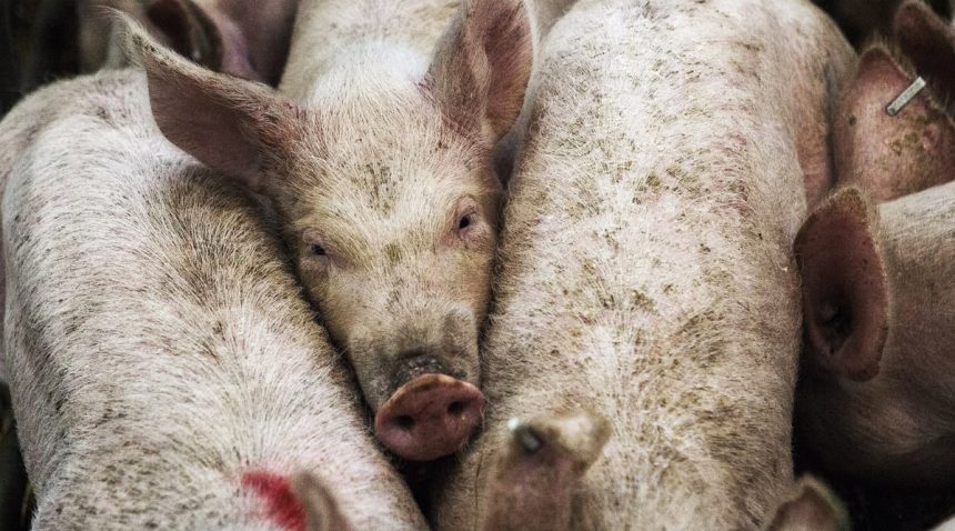 Europa presenta 50 veces más casos de PPA que Asia