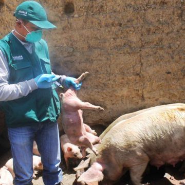 Minagri vacunará miles de cerdos contra PPC y capacitará productores en Junín