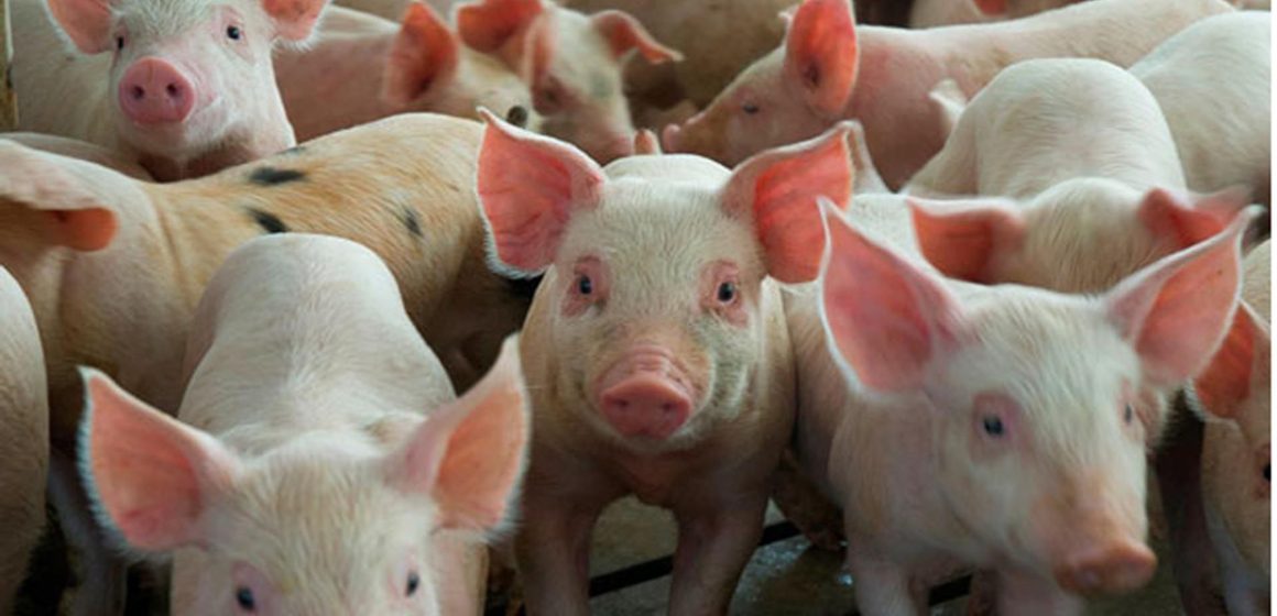 Producción mundial del cerdo decrecerá, afirma la FAO