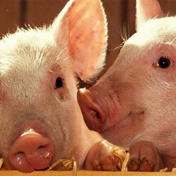 China promueve censos porcinos tras la PPA