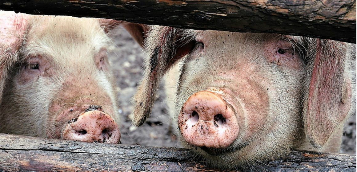 Cerca del 80% de los cerdos sacrificados por PPA en Asia pertenecen a Vietnam