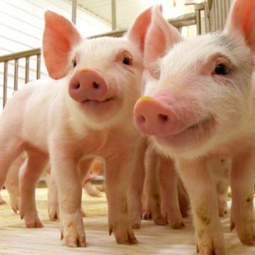 Cuba implementa programas para la producción porcina