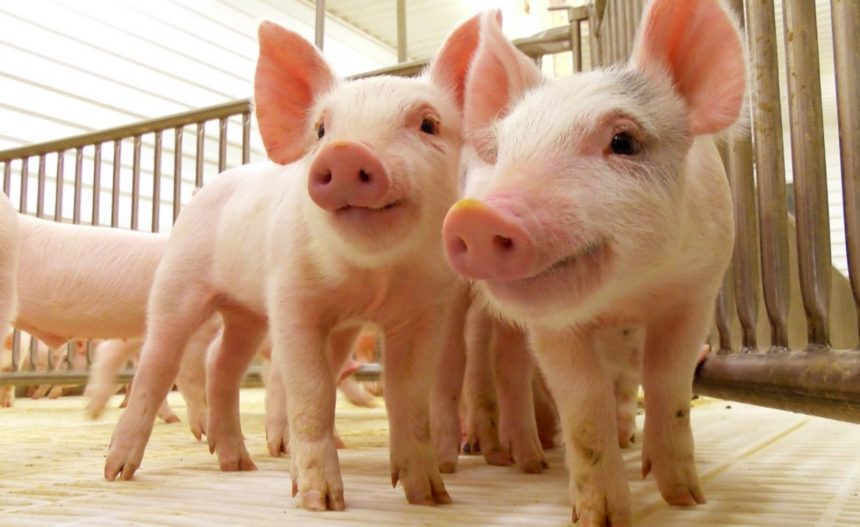 Especie-cerdos Cuba implementa programas para la producción porcina