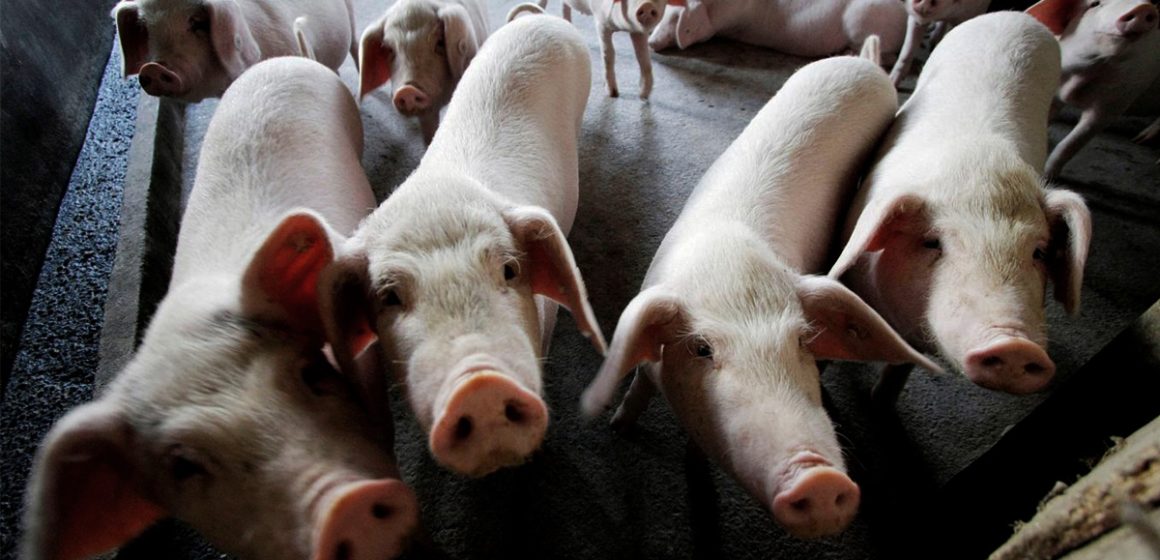 Dólar podría afectar el precio del cerdo en Colombia 