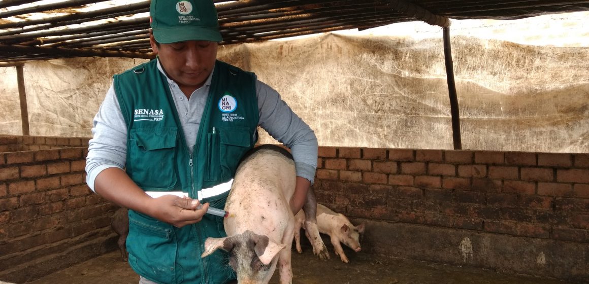 Prepararán vacunación porcina en el Amazonas
