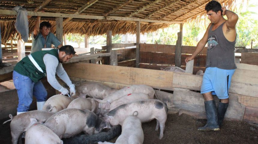 Senasa vacunará 22 mil cerdos contra PPC en Ucayali