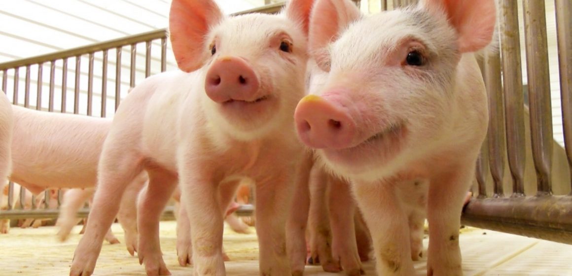 Exportación de carne de cerdo disminuye en Estados Unidos