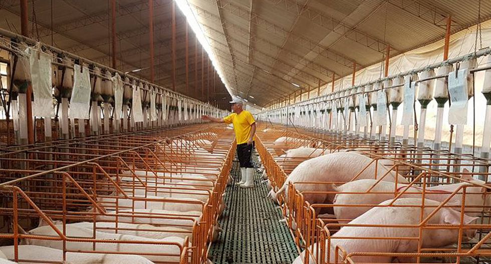 Producción de carne de cerdo saludable en el Perú