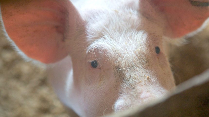 imagen-activa Cerdo rosado