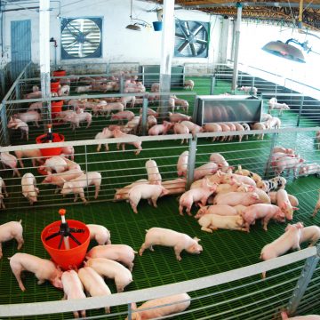 Precio del cerdo aumentará a nivel mundial