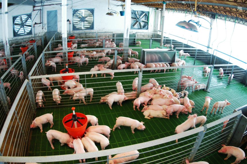 Precio del cerdo aumentará a nivel mundial