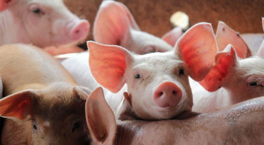 Minagri vacunará Minagri vacunará