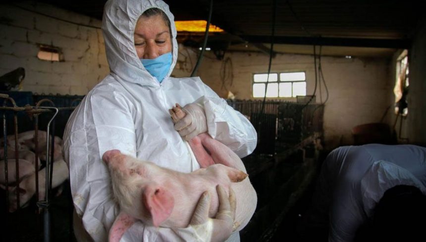 Senasa realizará simulacro ante brote de PPA Senasa realizará simulacro ante brote de PPA