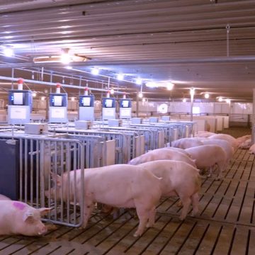 China publica campaña para recuperar producción porcina