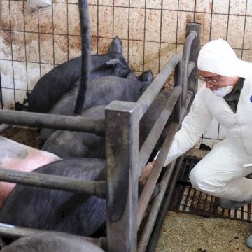 PPC mató a miles de cerdos en Indonesia