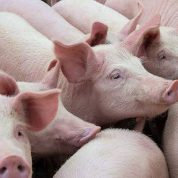 Sector porcino es afectado por las movilizaciones en Colombia