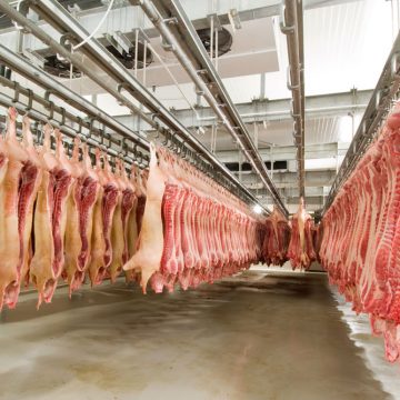 Perú negocia exportación de cerdo a China