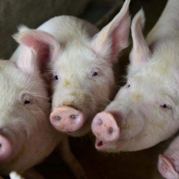 Porcicultores dominicanos en crisis por las importaciones