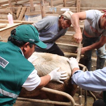 Campaña protegió a cerdos de PPC en Cusco