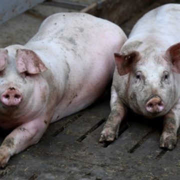 Italia: 9,5 toneladas de carne de cerdo procedentes de China fueron incautadas
