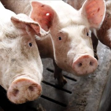 Herramienta práctica y de reporte inmediato para monitoreo de patologías respiratorias porcinas