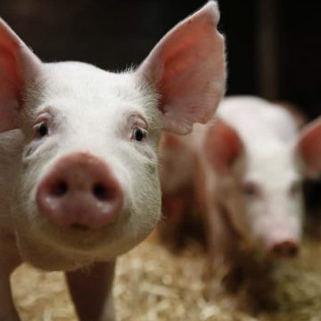 China: reservas estatales de cerdo son puestas en el mercado chino