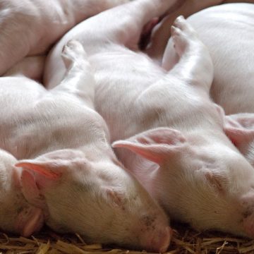 Imagen destacada_Mesa de trabajo 1 Facturación mundial de porcicultura crecerá un 2% anual hasta 2027