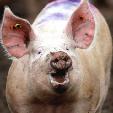 Imagen destacada_Mesa de trabajo 1 Polonia: detectan brote de PPA que afecta a más de 23,000 cerdos