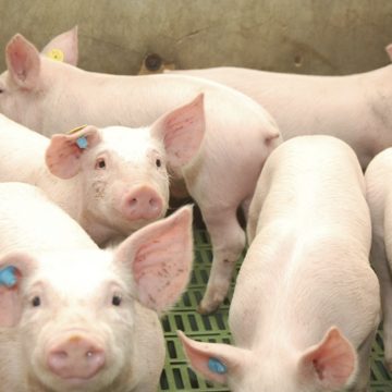 Nicaragua: implementan mejoramiento genético en cerdos
